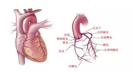 回旋支钝缘支图解图片